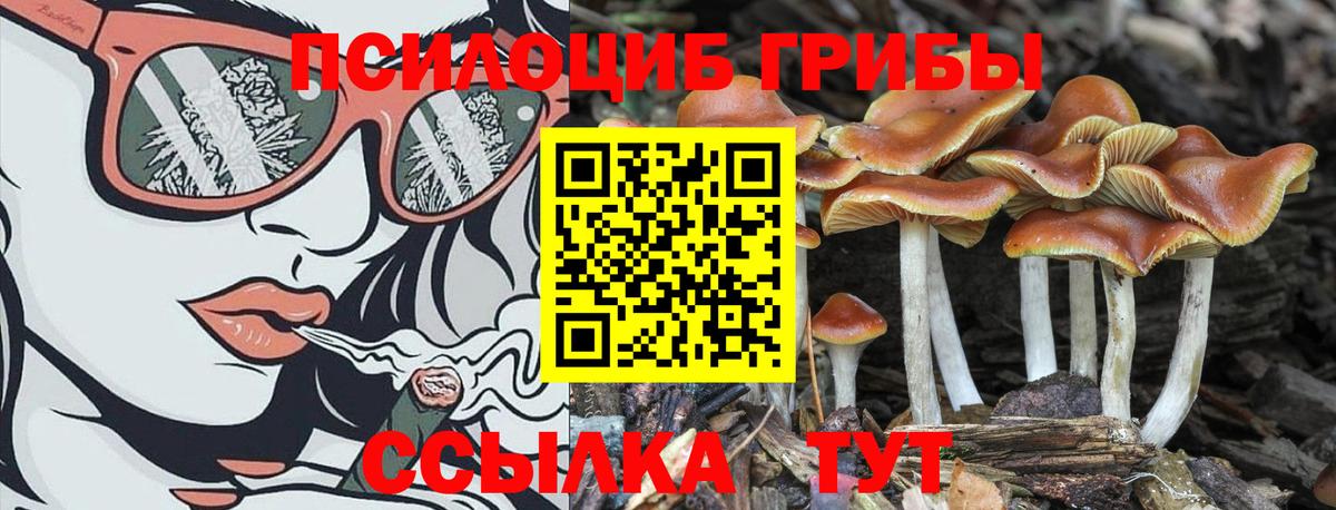 Новочебоксарск  Псилоцибиновые грибы MAGIC MUSHROOMS  Вход с VPN 